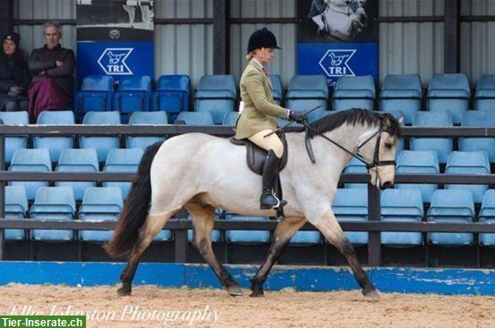 Bild 3: Traum Connemara Wallach, 5-jährig, Class 1