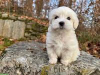 Malteser Welpe Mylo schweren Herzens abzugeben