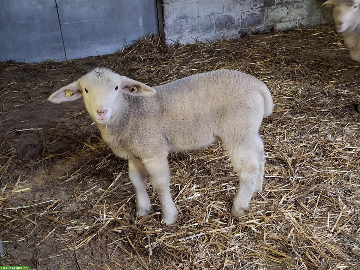 Jungwidder, Engadinerschaf x Île-de-France-Schaf