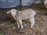 Jungwidder, Engadinerschaf x Île-de-France-Schaf