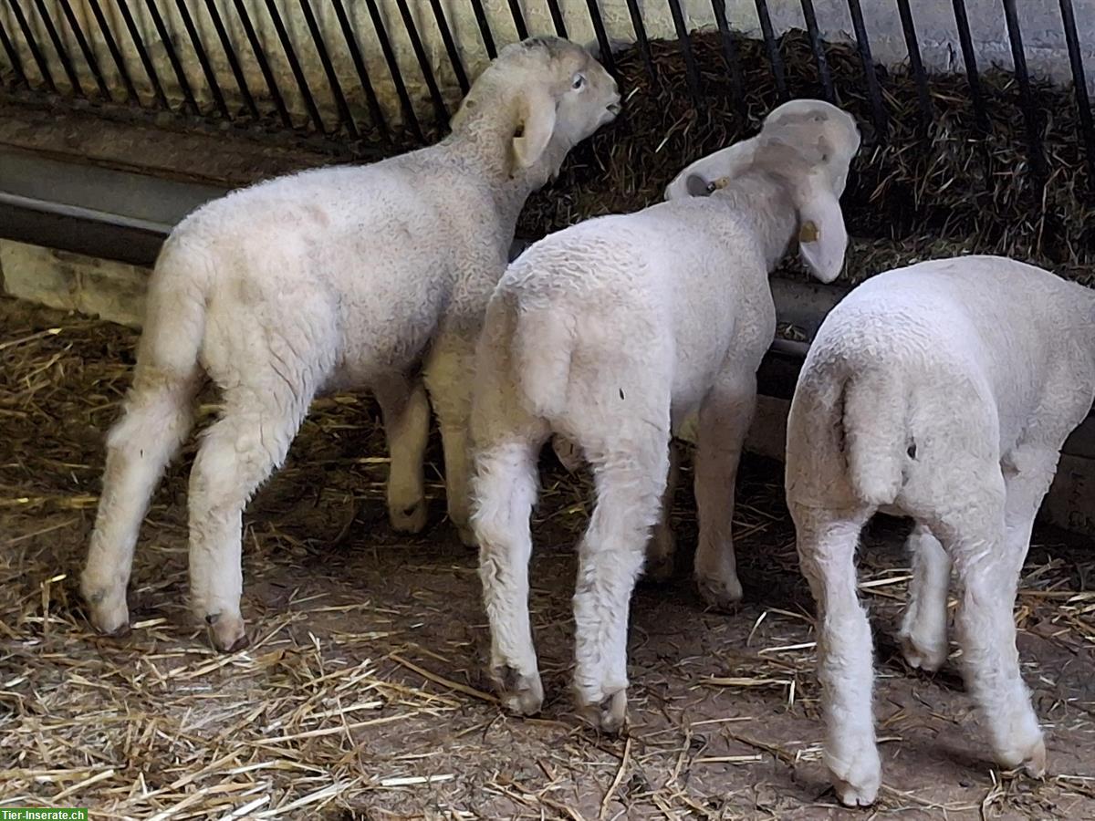 Bild 2: Jungwidder, Engadinerschaf x Île-de-France-Schaf