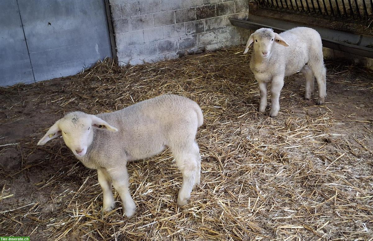 Bild 3: Jungwidder, Engadinerschaf x Île-de-France-Schaf