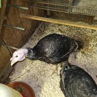 Junge Truthühner zu verkaufen