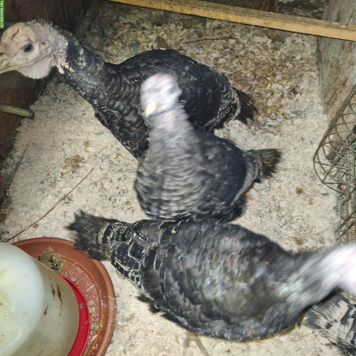 Bild 2: Junge Truthühner zu verkaufen