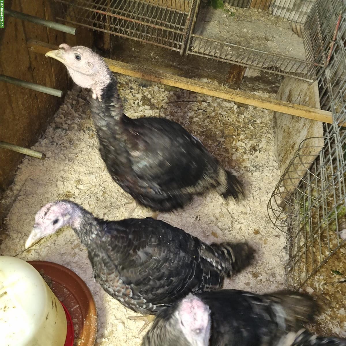 Bild 3: Junge Truthühner zu verkaufen