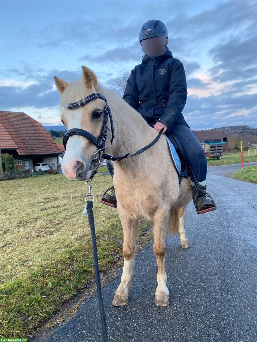 Welsh Stute (5 Jahre) zu verkaufen