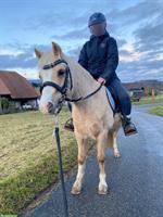 Welsh Stute (5 Jahre) zu verkaufen