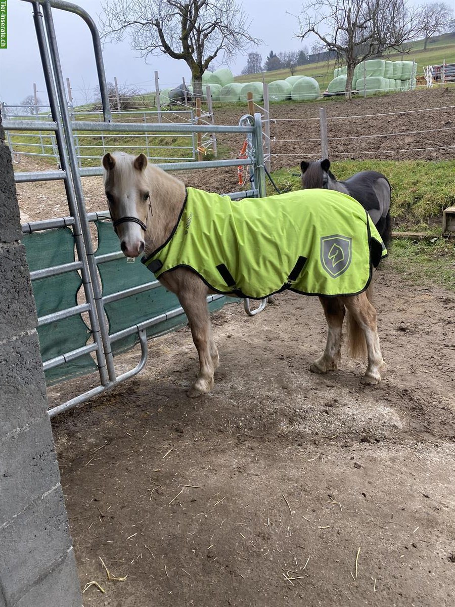 Bild 2: Welsh Stute (5 Jahre) zu verkaufen