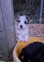Border Collie Mischlingswelpen, familienfreundlich
