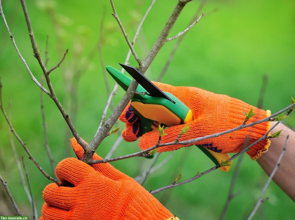 Bild 2: Biete Gartenpflege, Bäume schneiden/fällen, Baggerarbeiten