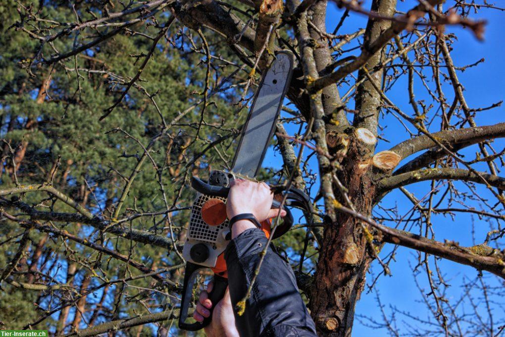 Bild 3: Biete Gartenpflege, Bäume schneiden/fällen, Baggerarbeiten