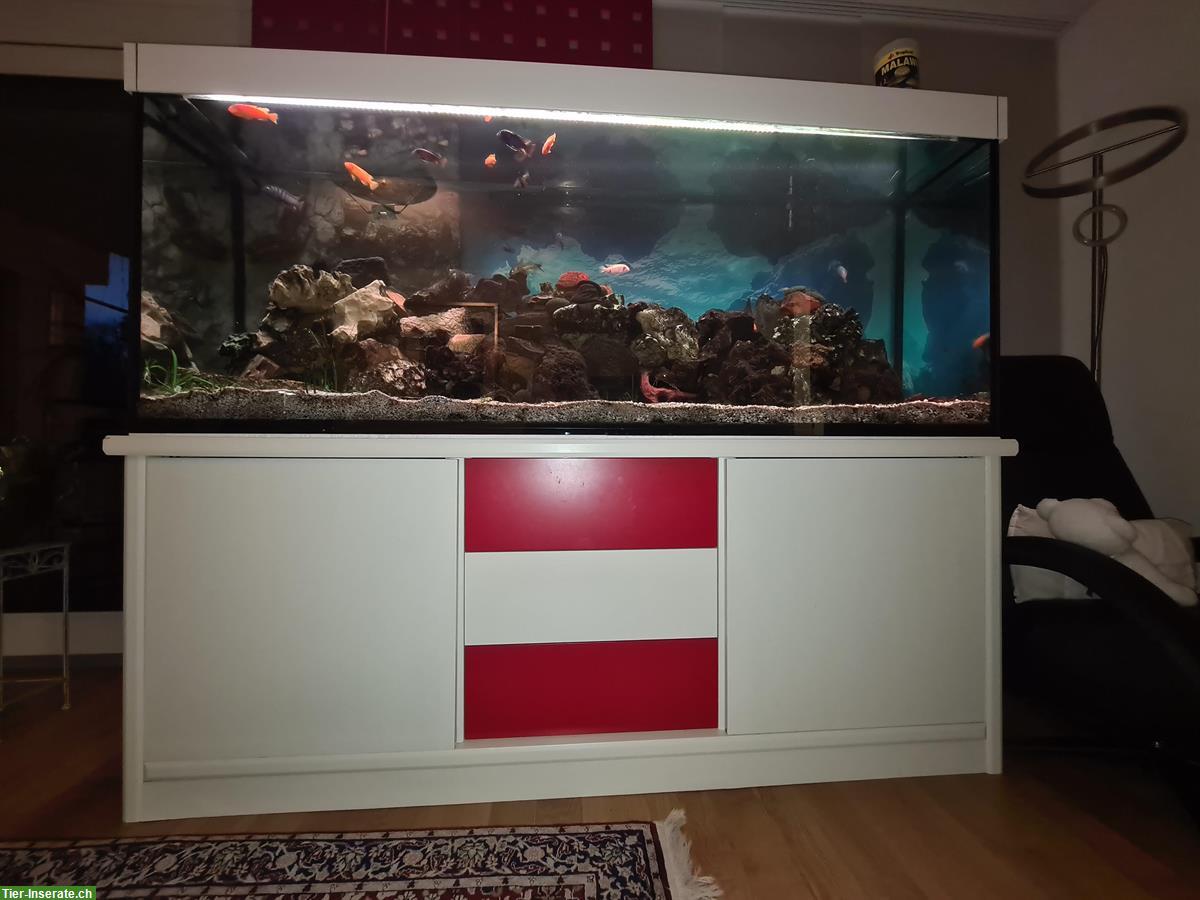 Grosses Aquarium 800 Liter mit Fischen, Komplettset