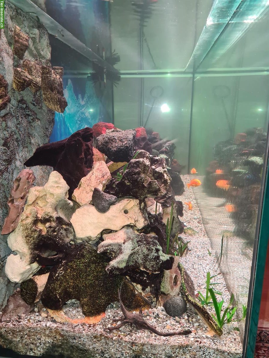Bild 2: Grosses Aquarium 800 Liter mit Fischen, Komplettset