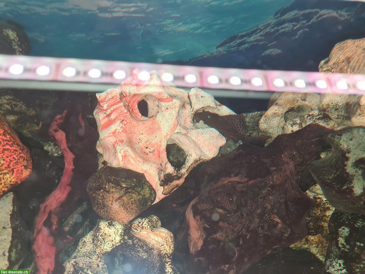 Bild 3: Grosses Aquarium 800 Liter mit Fischen, Komplettset