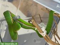 Trimeresurus gumprechti Nachzucht zu verkaufen