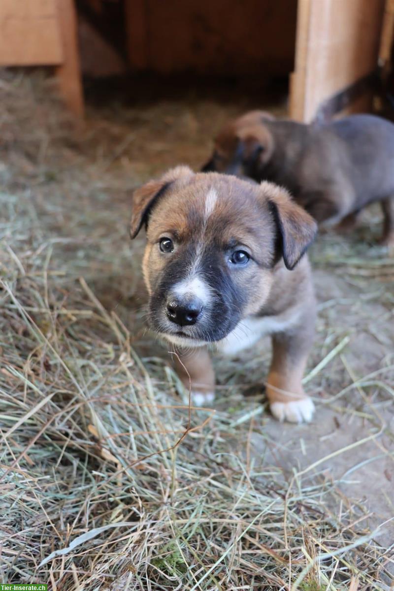 Appenzeller/Border Collie x Malinois Mischlingswelpen