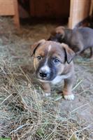 Appenzeller/Border Collie x Malinois Mischlingswelpen