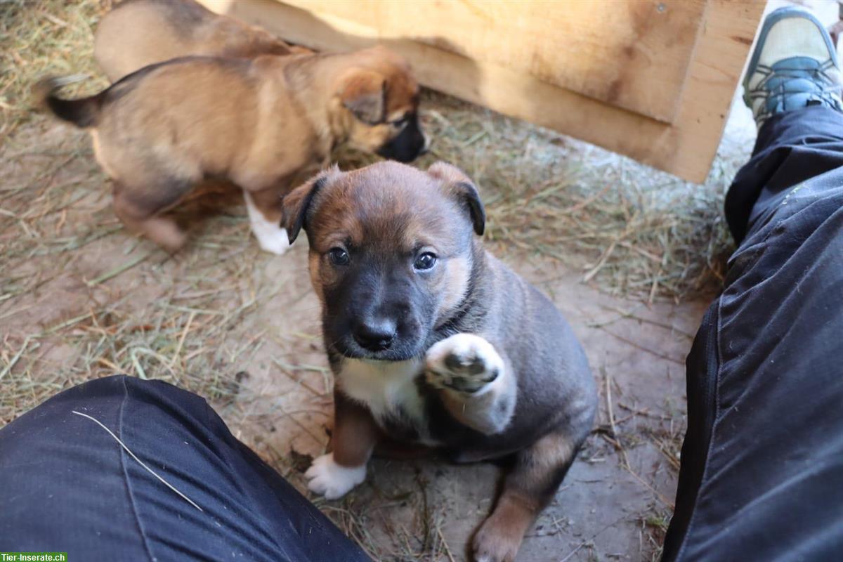 Bild 10: Appenzeller/Border Collie x Malinois Mischlingswelpen