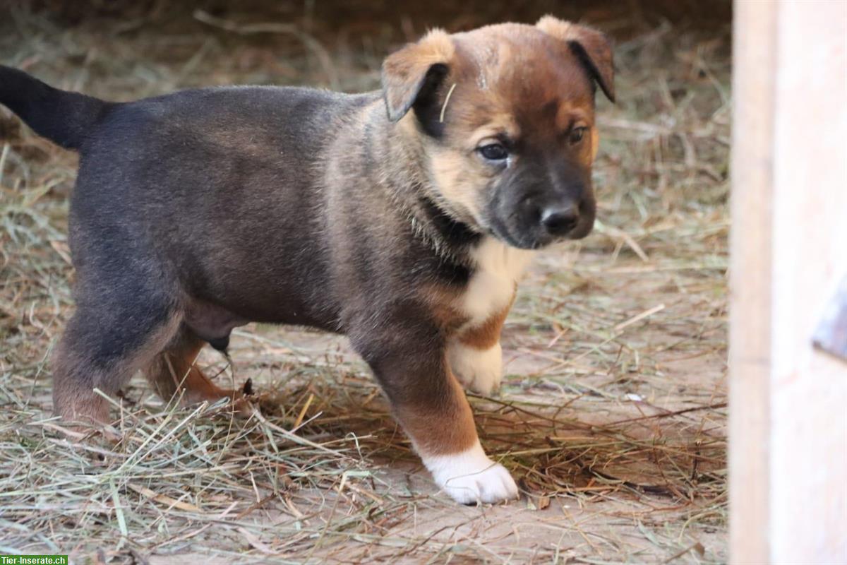 Bild 2: Appenzeller/Border Collie x Malinois Mischlingswelpen