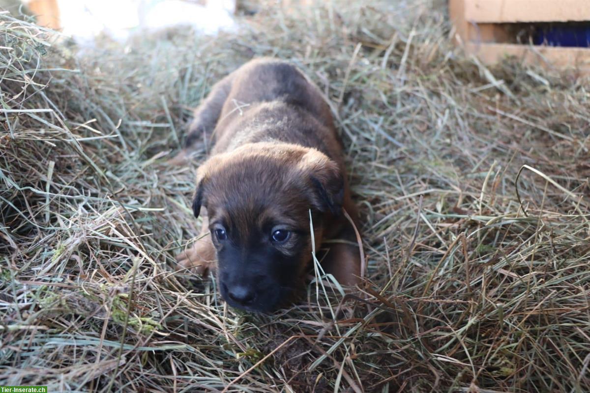 Bild 3: Appenzeller/Border Collie x Malinois Mischlingswelpen