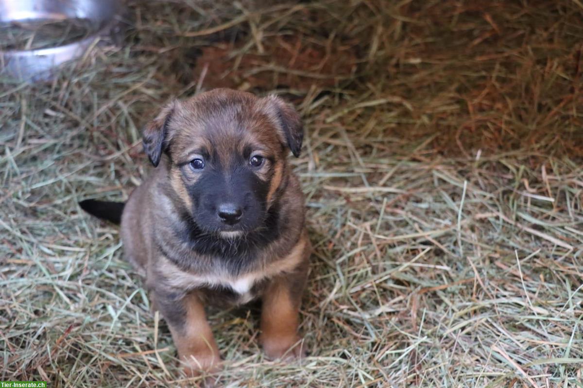 Bild 4: Appenzeller/Border Collie x Malinois Mischlingswelpen