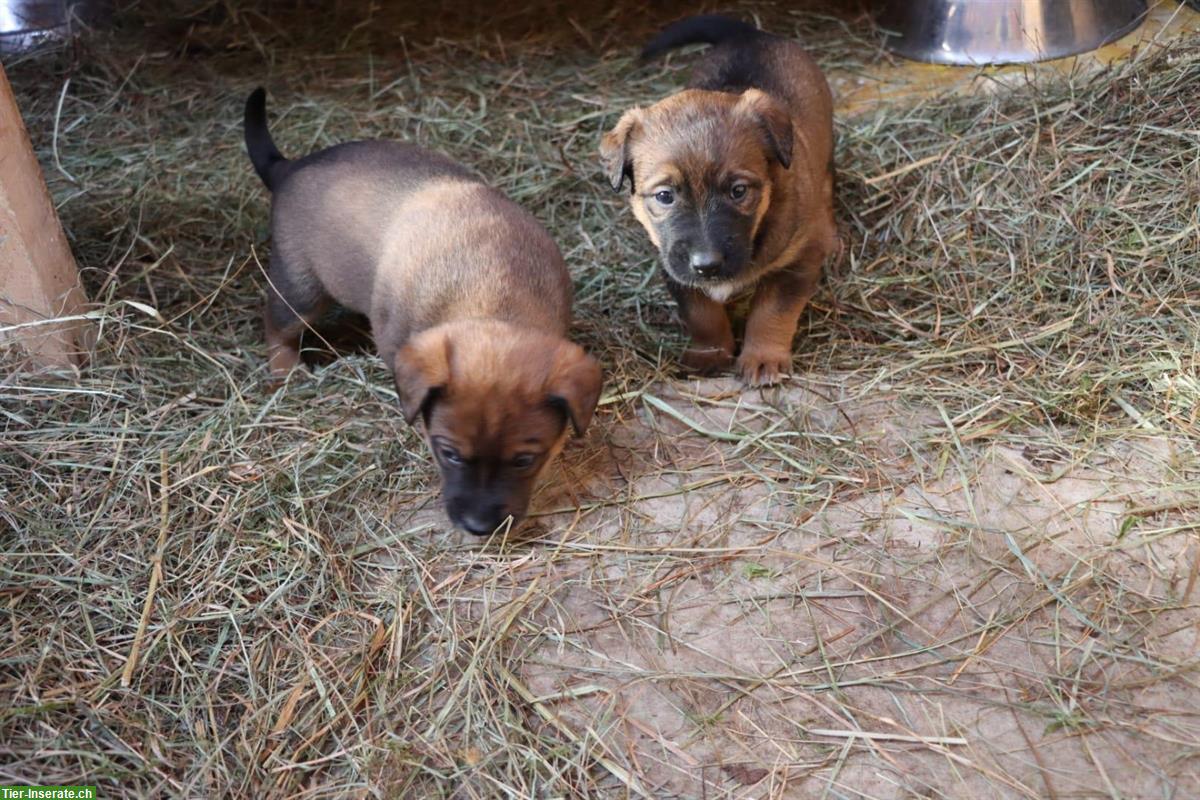 Bild 5: Appenzeller/Border Collie x Malinois Mischlingswelpen