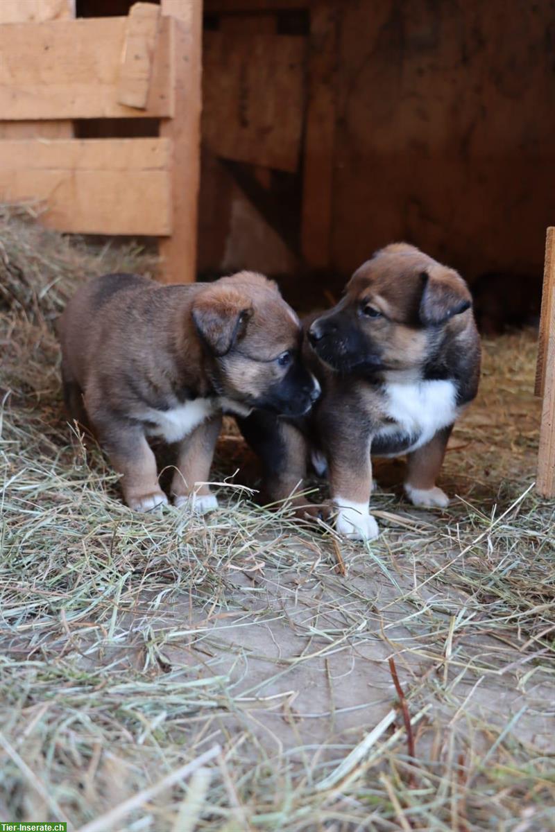 Bild 6: Appenzeller/Border Collie x Malinois Mischlingswelpen