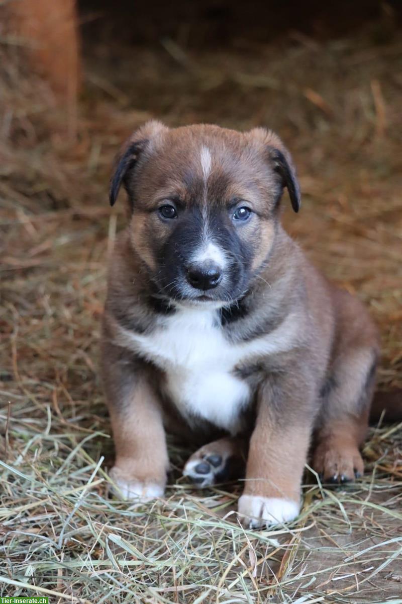 Bild 7: Appenzeller/Border Collie x Malinois Mischlingswelpen