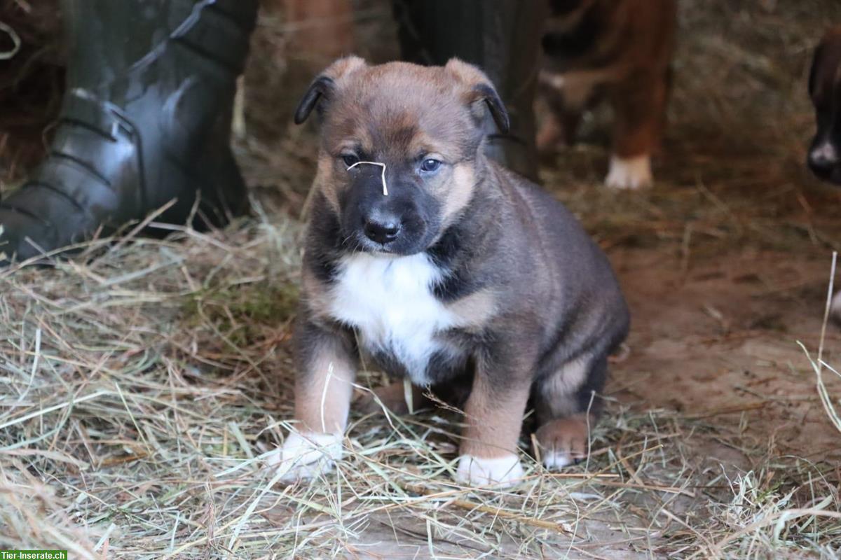 Bild 8: Appenzeller/Border Collie x Malinois Mischlingswelpen