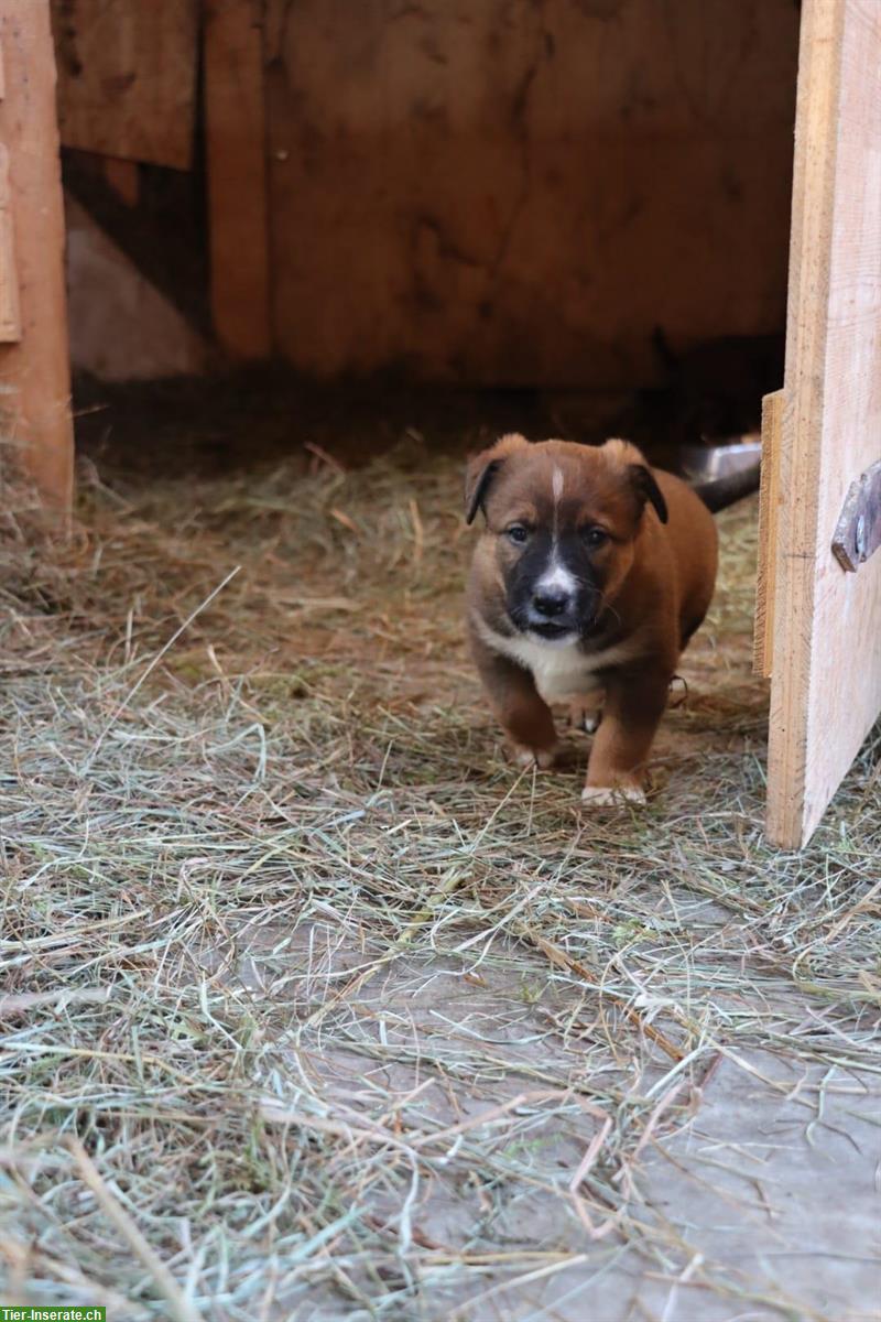 Bild 9: Appenzeller/Border Collie x Malinois Mischlingswelpen