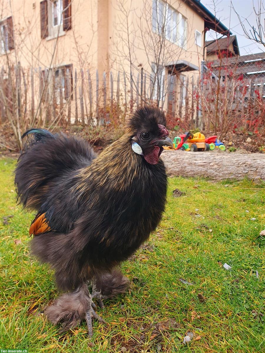 GRATIS: Zwergseidenhahn, schwarz, handzahm