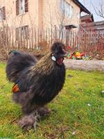 GRATIS: Zwergseidenhahn, schwarz, handzahm