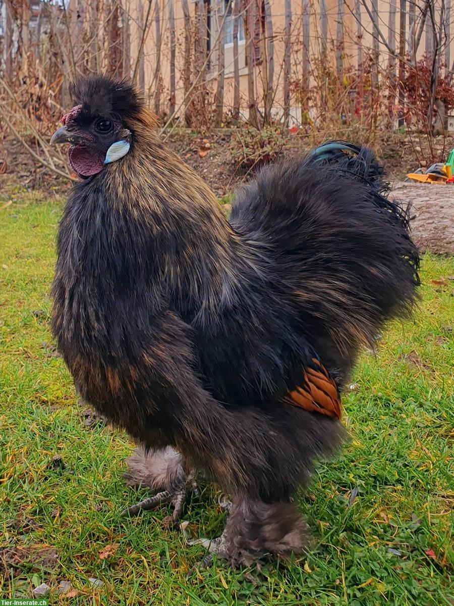 Bild 2: GRATIS: Zwergseidenhahn, schwarz, handzahm