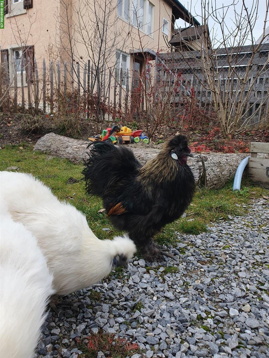 Bild 3: GRATIS: Zwergseidenhahn, schwarz, handzahm