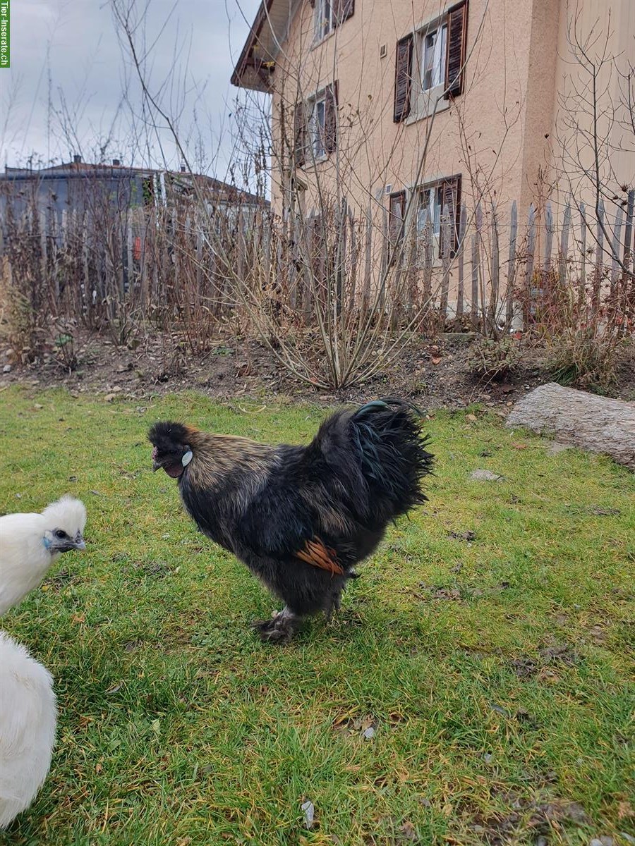 Bild 4: GRATIS: Zwergseidenhahn, schwarz, handzahm