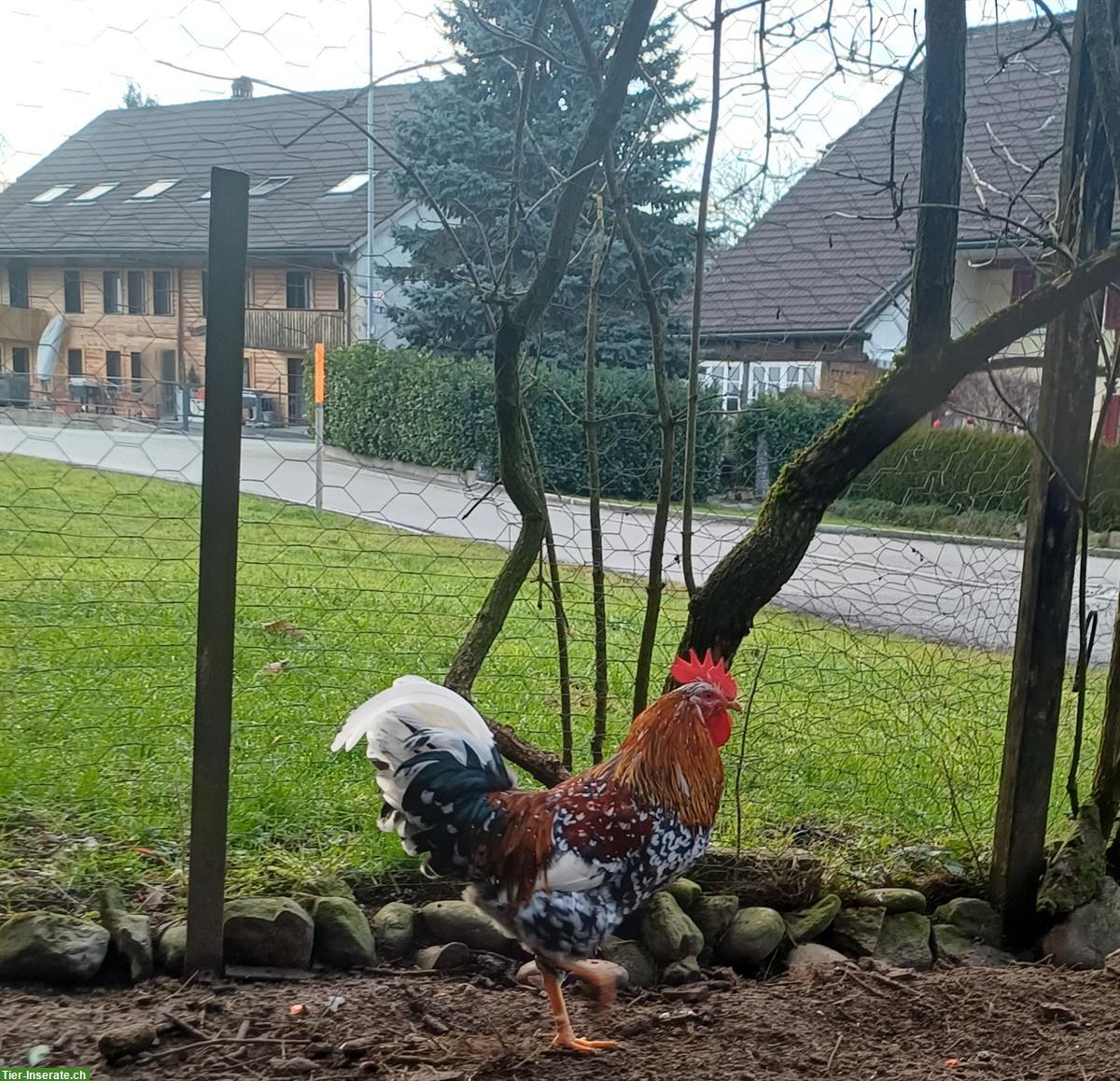 2 Schwedische Blumenhuhn Hähne gratis abzugeben