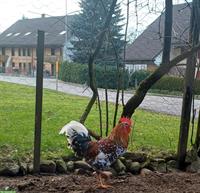 2 Schwedische Blumenhuhn Hähne gratis abzugeben