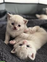 BKH Mix Kitten, 3 Kater suchen liebevolles Zuhause