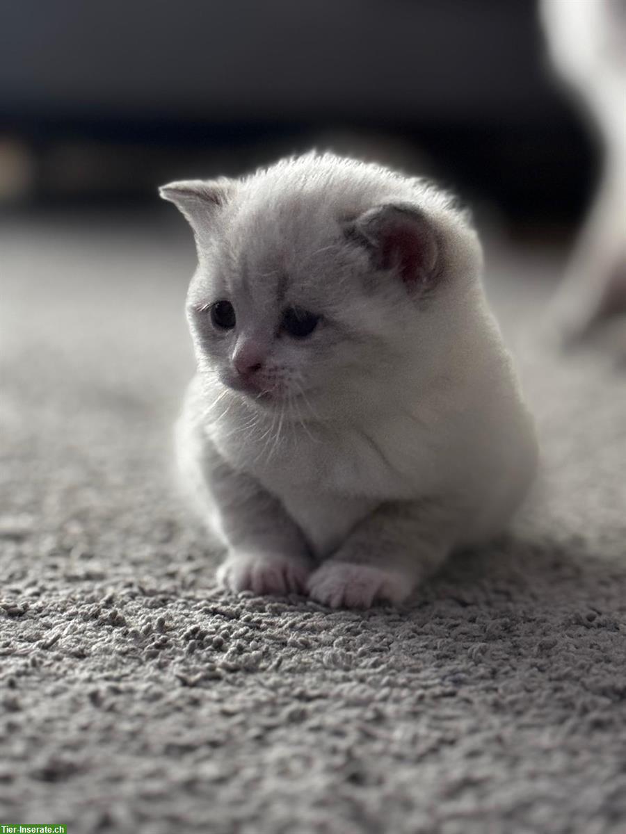 Bild 2: BKH Mix Kitten, 3 Kater suchen liebevolles Zuhause