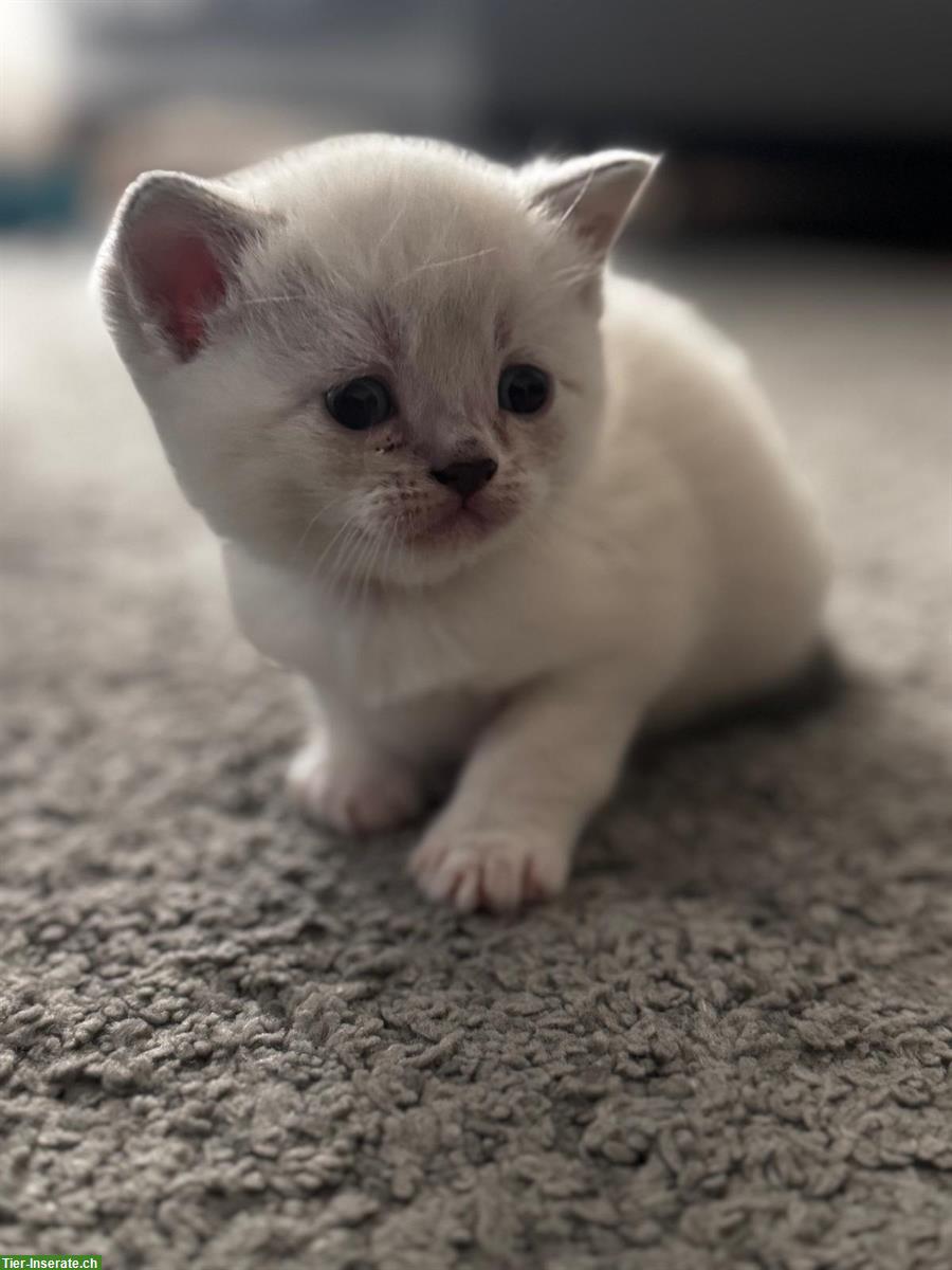 Bild 3: BKH Mix Kitten, 3 Kater suchen liebevolles Zuhause