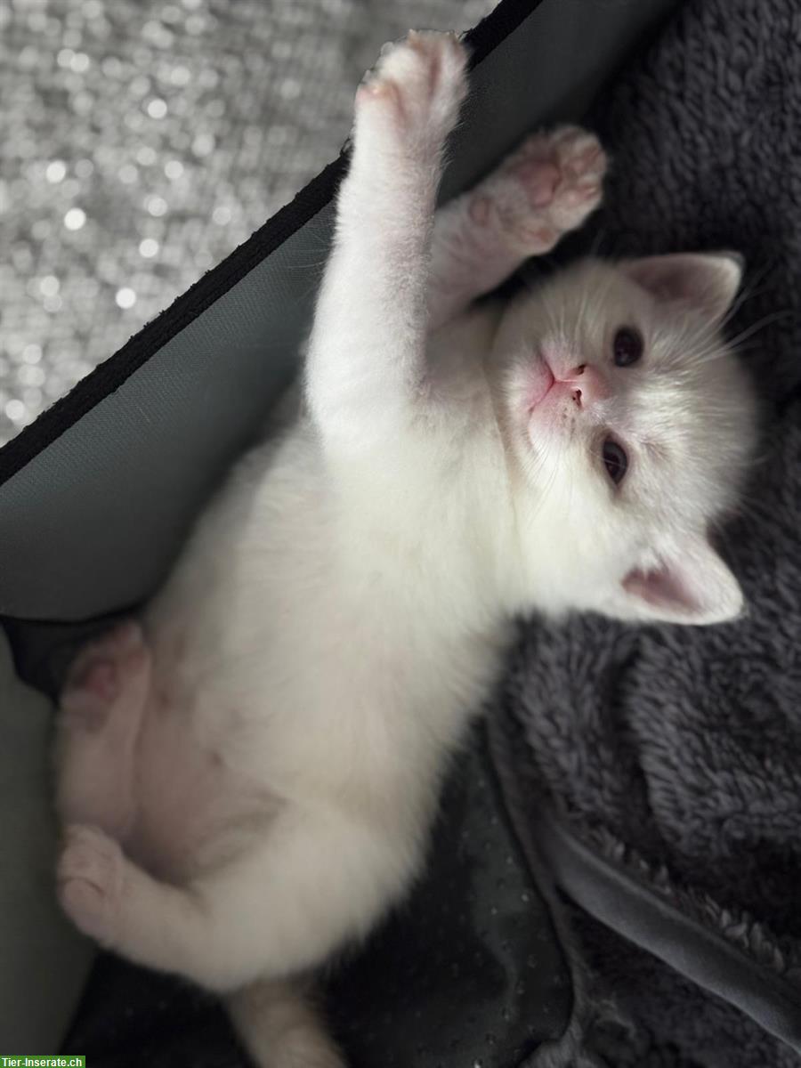 Bild 4: BKH Mix Kitten, 3 Kater suchen liebevolles Zuhause