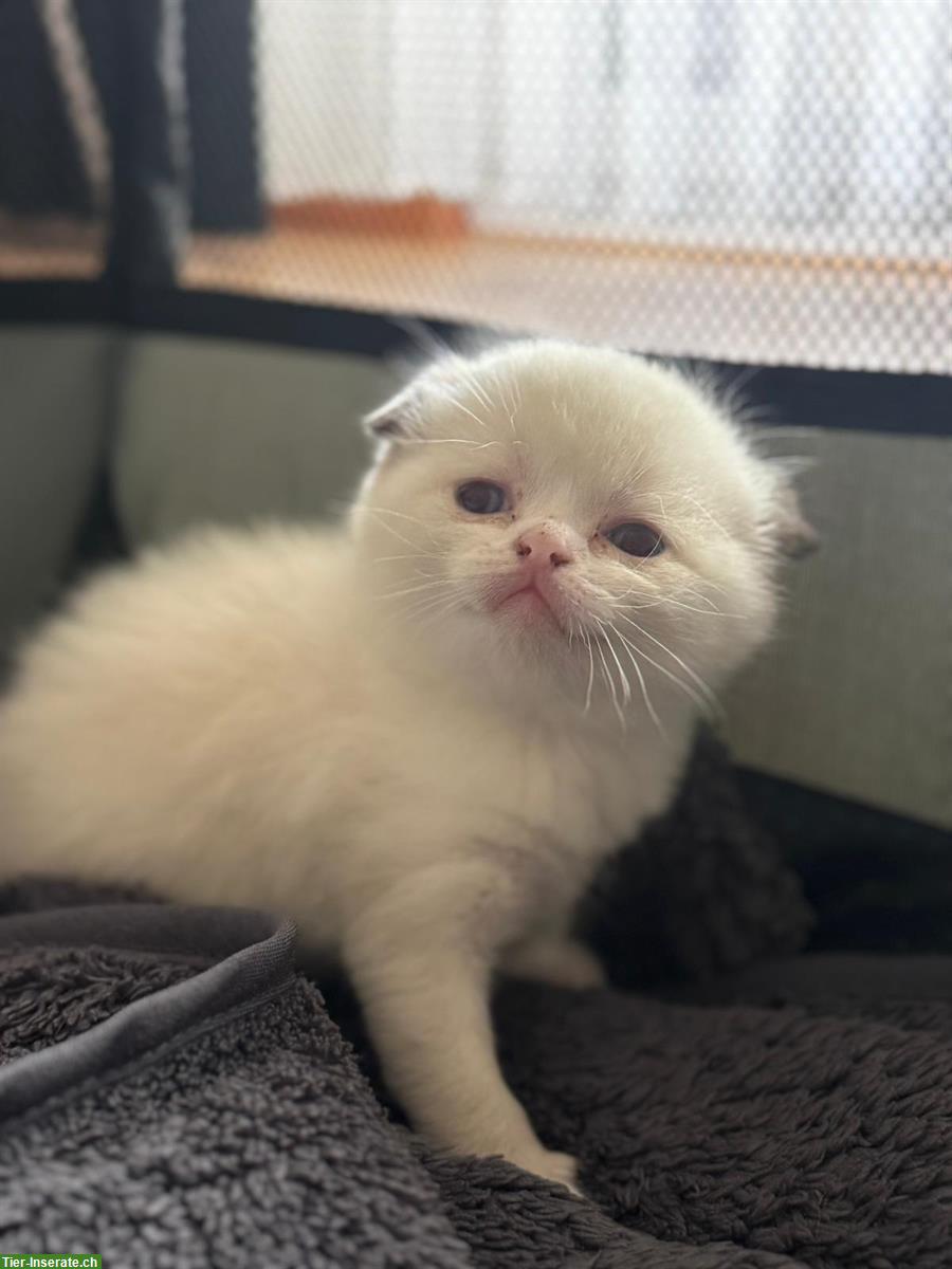 Bild 7: BKH Mix Kitten, 3 Kater suchen liebevolles Zuhause