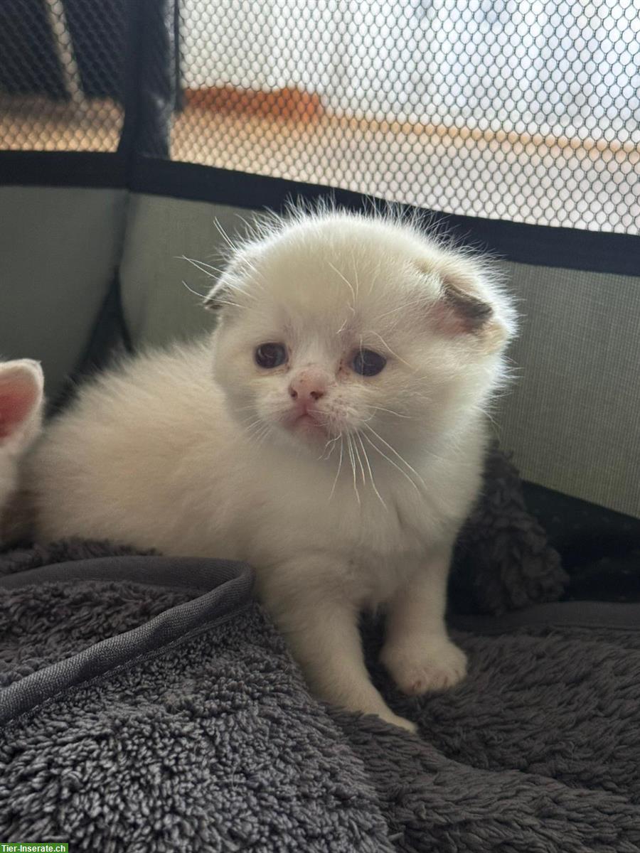 Bild 8: BKH Mix Kitten, 3 Kater suchen liebevolles Zuhause