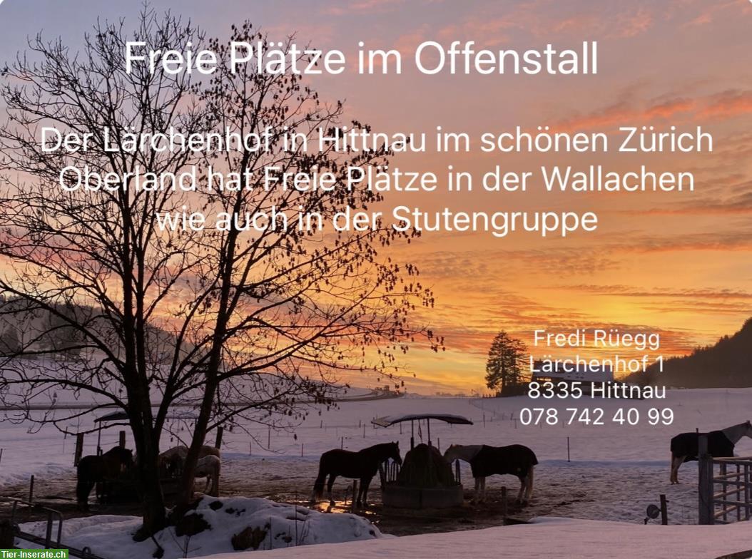 Offenstallplatz frei in Wallach- & Ponygruppe, Hittnau ZH