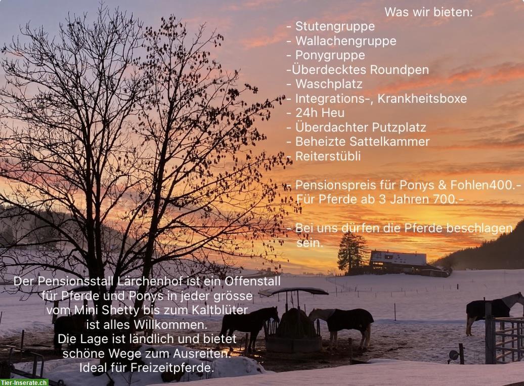 Bild 2: Offenstallplatz frei in Wallach- & Ponygruppe, Hittnau ZH