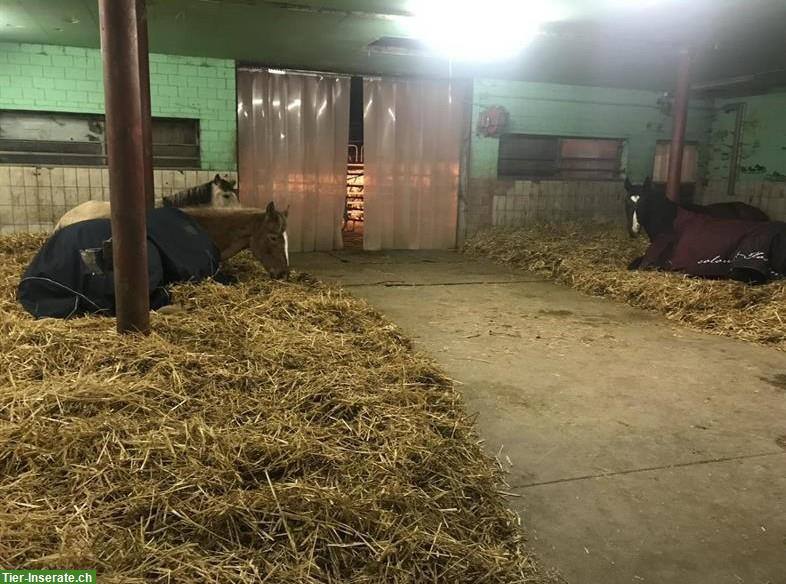 Bild 3: Offenstallplatz frei in Wallach- & Ponygruppe, Hittnau ZH