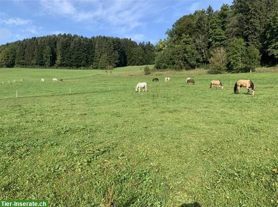 Bild 4: Offenstallplatz frei in Wallach- & Ponygruppe, Hittnau ZH