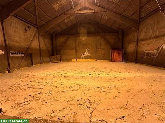 Bild 5: Offenstallplatz frei in Wallach- & Ponygruppe, Hittnau ZH