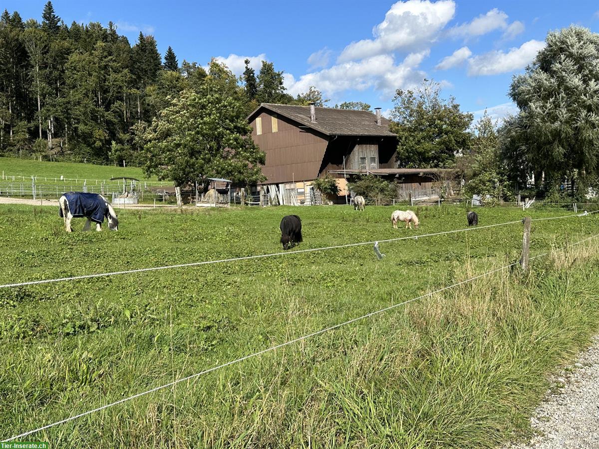 Bild 6: Offenstallplatz frei in Wallach- & Ponygruppe, Hittnau ZH
