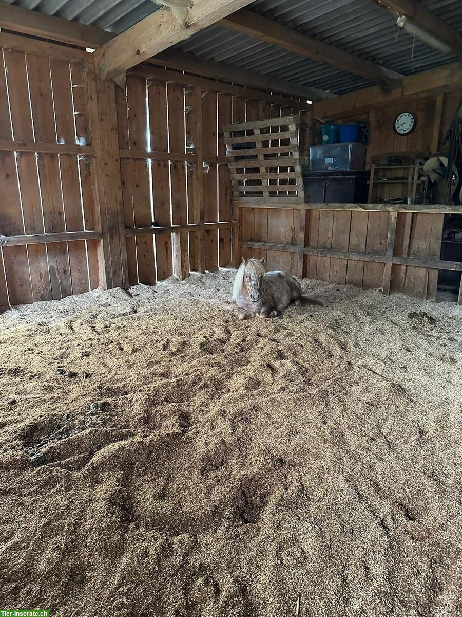 Bild 7: Offenstallplatz frei in Wallach- & Ponygruppe, Hittnau ZH